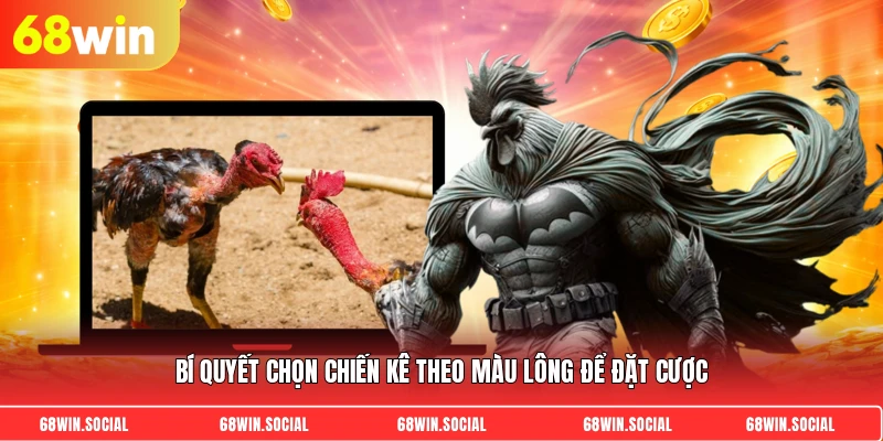 Bí quyết chọn chiến kê theo màu lông để đặt cược