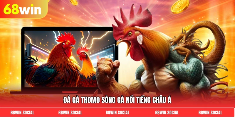 Đá gà Thomo sòng gà nổi tiếng Châu Á